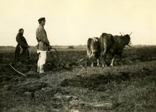 Американська дослідниця Луїза Бойд зафіксувала у 1934 році, як на північ від Ковеля орали поле биками. Фото з collections.lib.uwm.edu.
